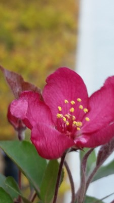 S5隨手拍花