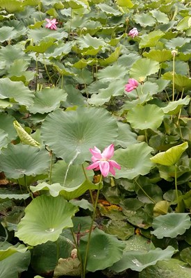 【戀之風(fēng)景】雨中芙蓉