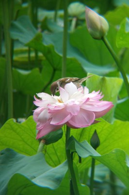 【戀之風(fēng)景】麻雀與芙蓉