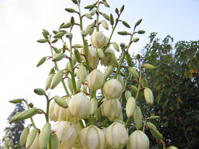 【戀之風(fēng)景】誰認(rèn)出這是什么花
