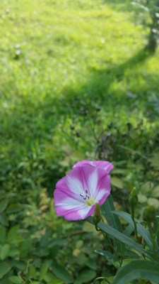 美麗的TA牽牛花