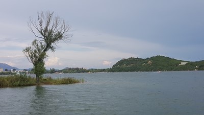 樹