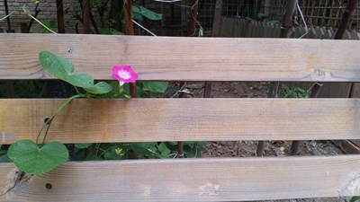 獨(dú)自綻放