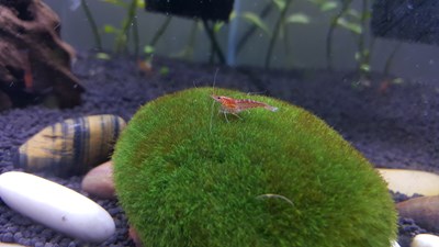 我的小魚缸