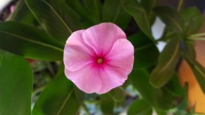 不知名字的花