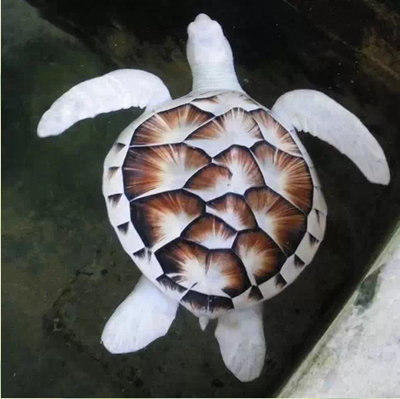 地球上的罕見動物（3）