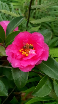 冬日早晨的小花