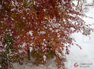 【隆冬百態(tài)】+濟寧+初雪過后的太白湖