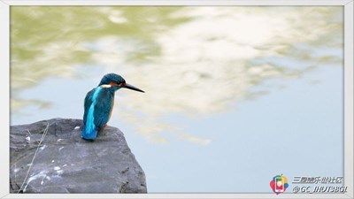 池邊翠鳥