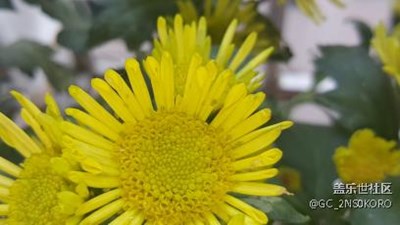 菊花殘
