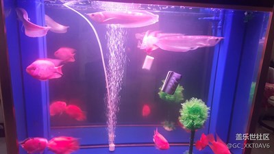 魚