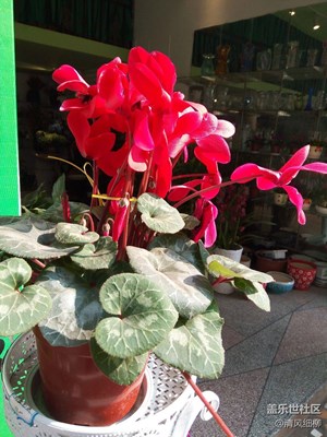 春的色彩