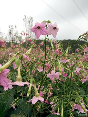 迎春百花開