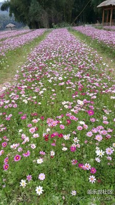 花=她