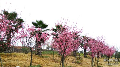 仲春回暖時，紅梅花兒開