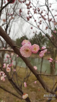 梅花開放！美膩！