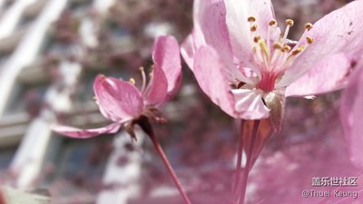 風(fēng)花雪月