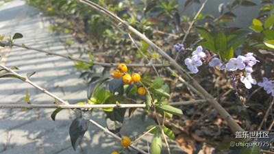 花朵果實(shí)