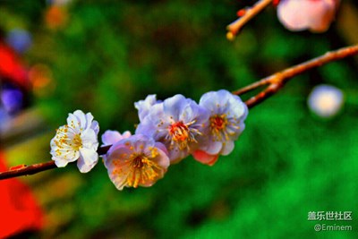 【登園賞花】初春百花齊放，萬物復(fù)蘇。