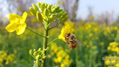 花之語~油菜花