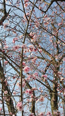 花之語~梅