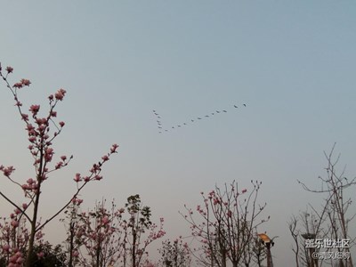 恰遇雁南飛