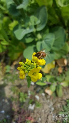 花香自有蜜蜂來
