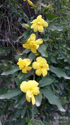 小黃花