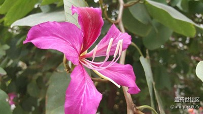 這是什么花