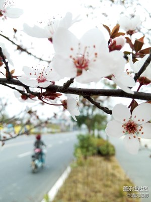 櫻花的祖宗在中國(guó)