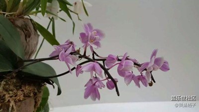 漂亮蘭花