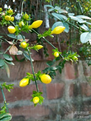 報(bào)春花開春來(lái)到