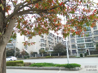 老樹俏爭(zhēng)春    