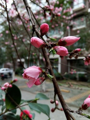 桃花朵朵開(kāi)