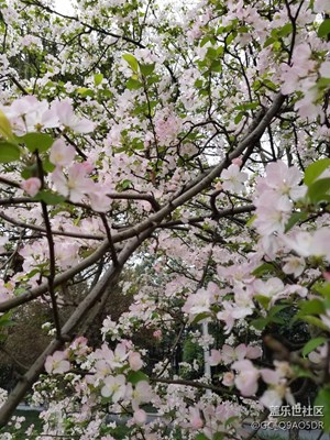 春天來拍拍花吧。