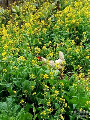 花叢覓食