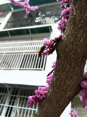 睡在樹上的花