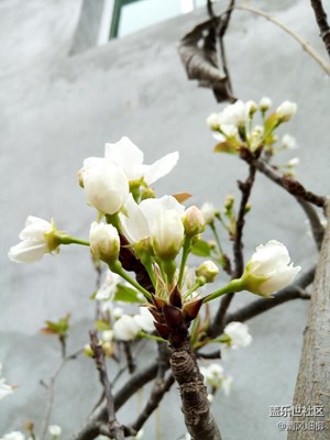 又見(jiàn)梨花開(kāi)
