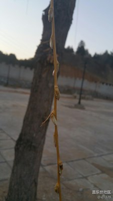 春意盎然