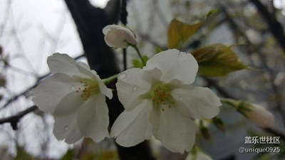 櫻花