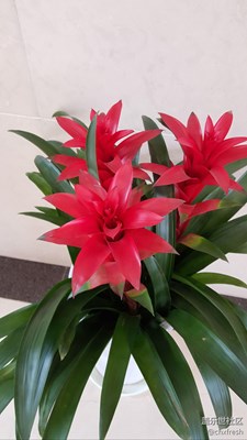 花兒
