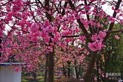 櫻花3