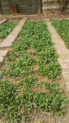 田園綠色