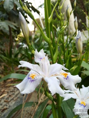 這是什么花？