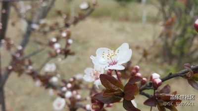 將就著看吧