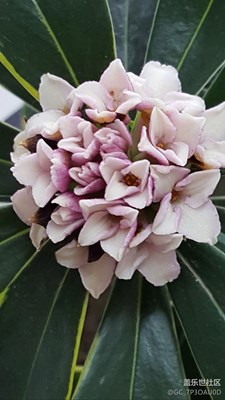 香味