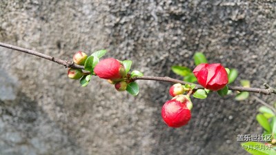 春天的風(fēng)吹的花香正濃