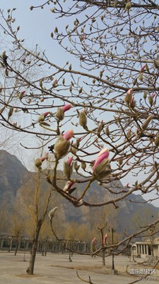 玉蘭花開(kāi)??