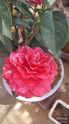 又見茶花
