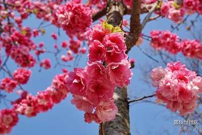 綴滿枝